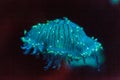 Flower hat jellyfish, Olindias formosa Royalty Free Stock Photo